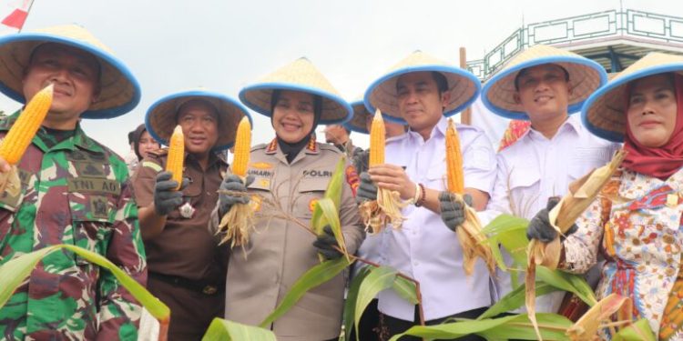 Wakil Bupati Cirebon, H. Agus (Jigus), di dampingi forkopimda, komitmen mendukung program ketahanan pangan nasional yang digagas Presiden Prabowo Subianto. panen raya jagung yang diselenggarakan oleh Polresta Cirebon di Desa Kedondong, Kecamatan Dukupuntang.